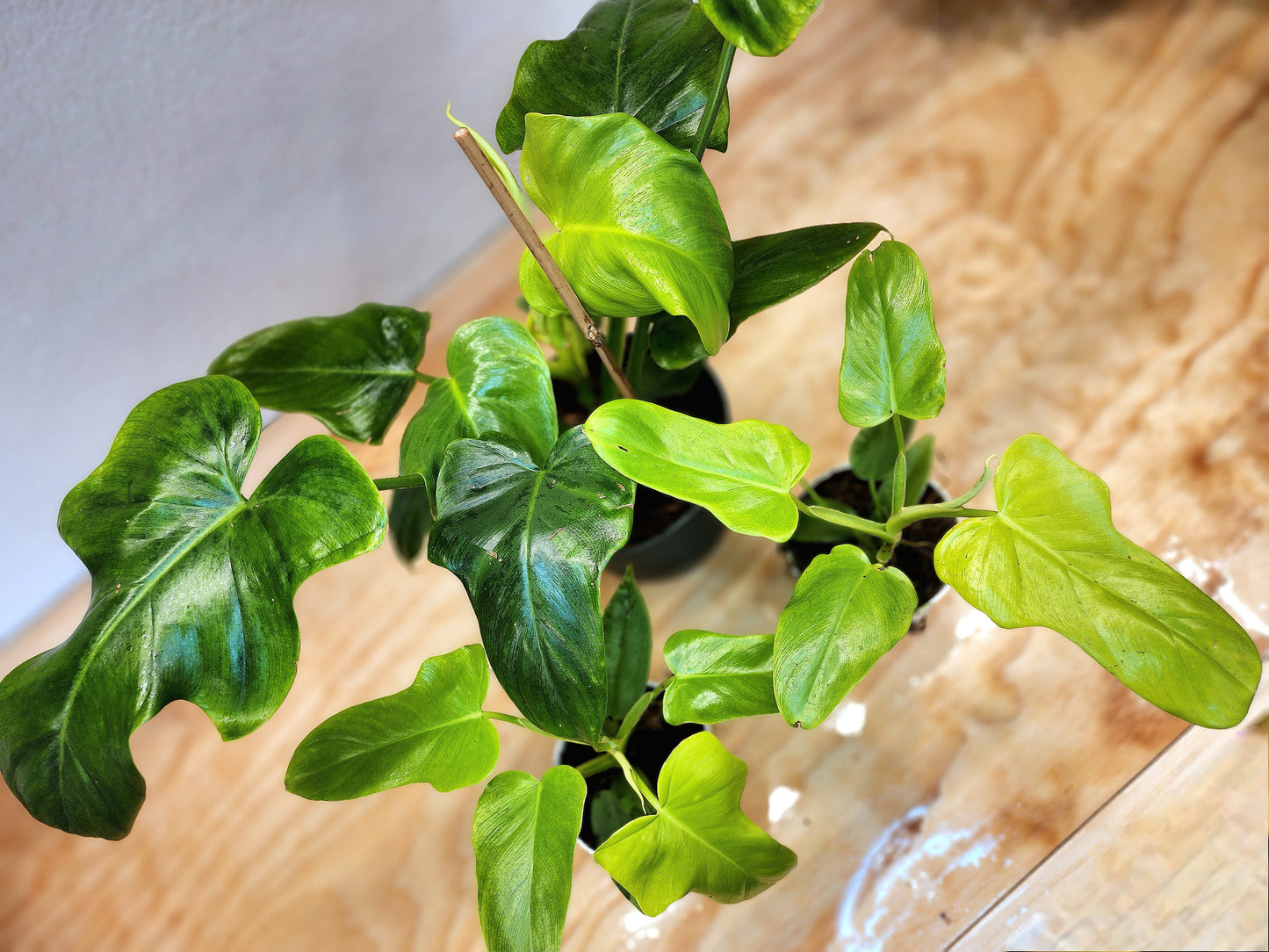Philodendron Bipennifolium (Golden Violin Philodendron)