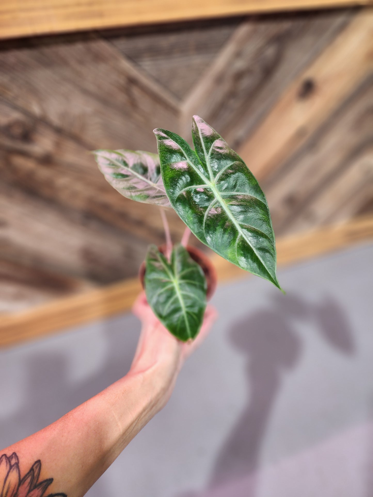 Alocasia baginda 'Pink Dragon' (Alocasia Pink Dragon)