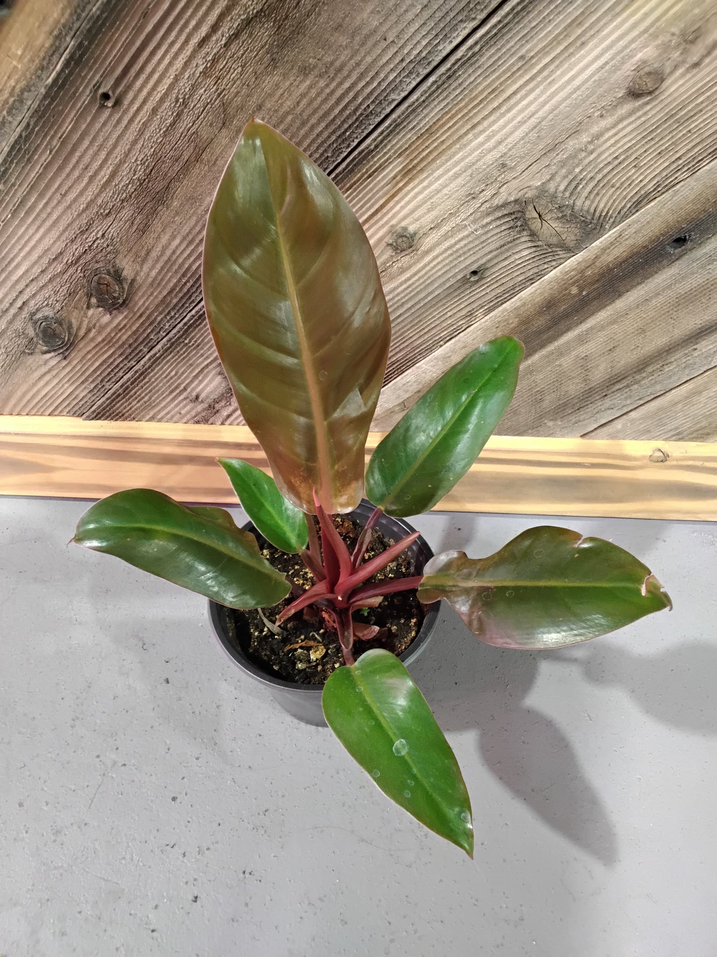 Philodendron Erubescens 'Prince of Orange'