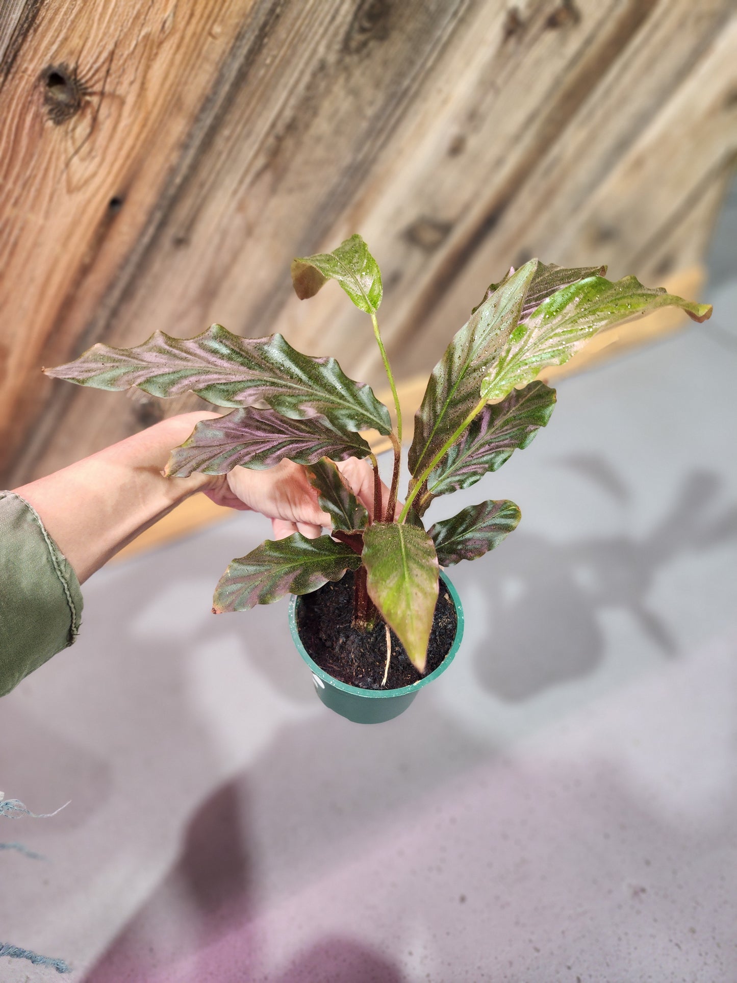 Calathea Rufibarba (Furry Feather Calathea)