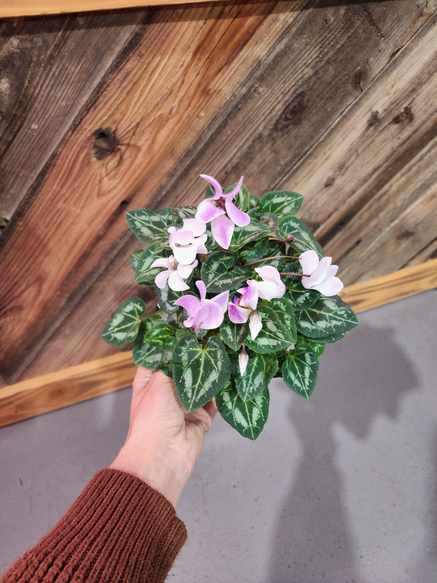 Cyclamen persicum