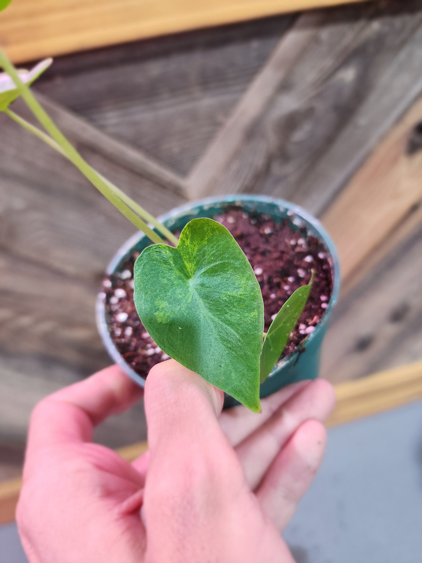 Alocasia Gageana Aurea (Alocasia Aurea)