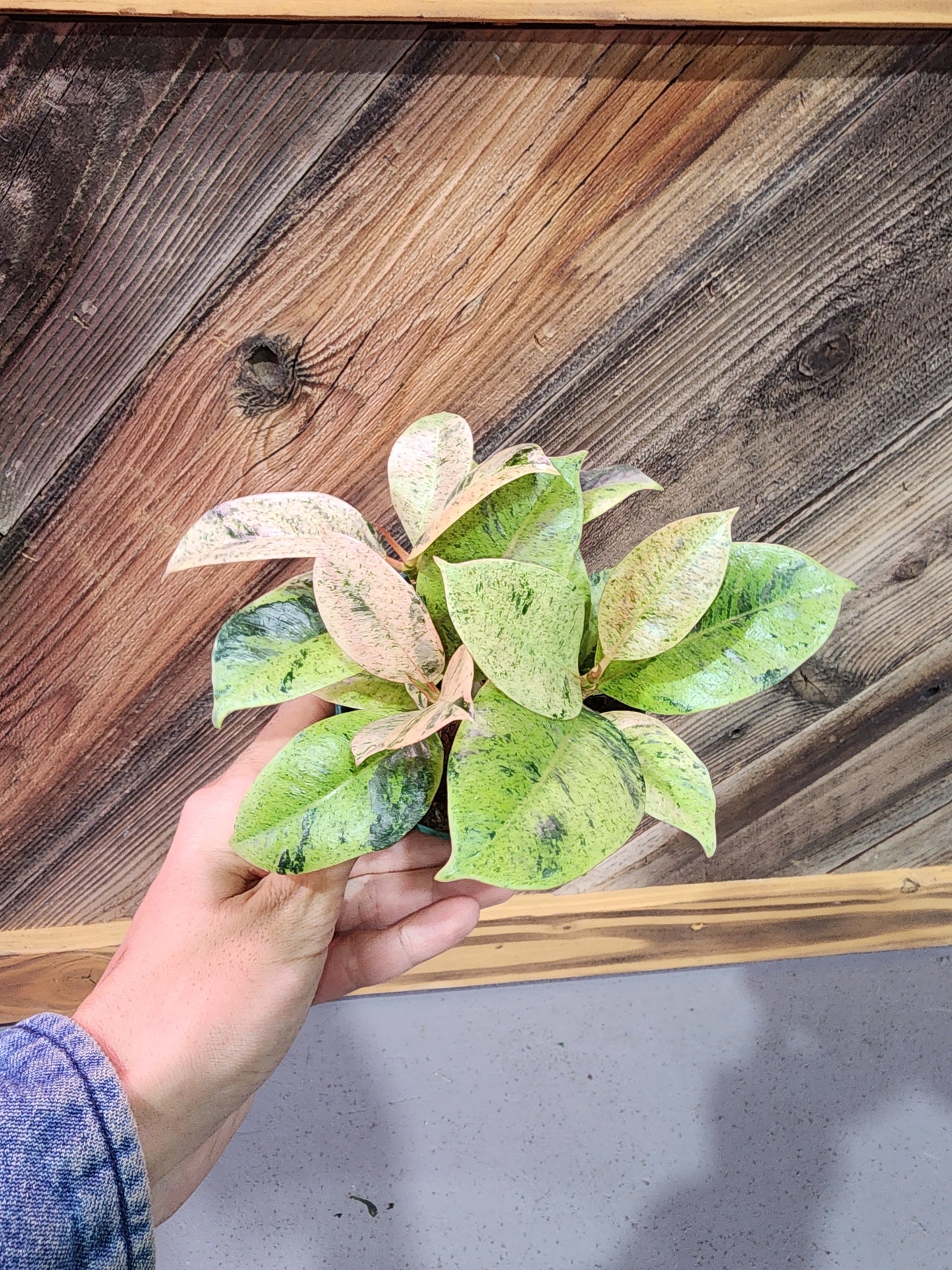Ficus Elastica 'Shivereana' (Variegated Rubber Tree)