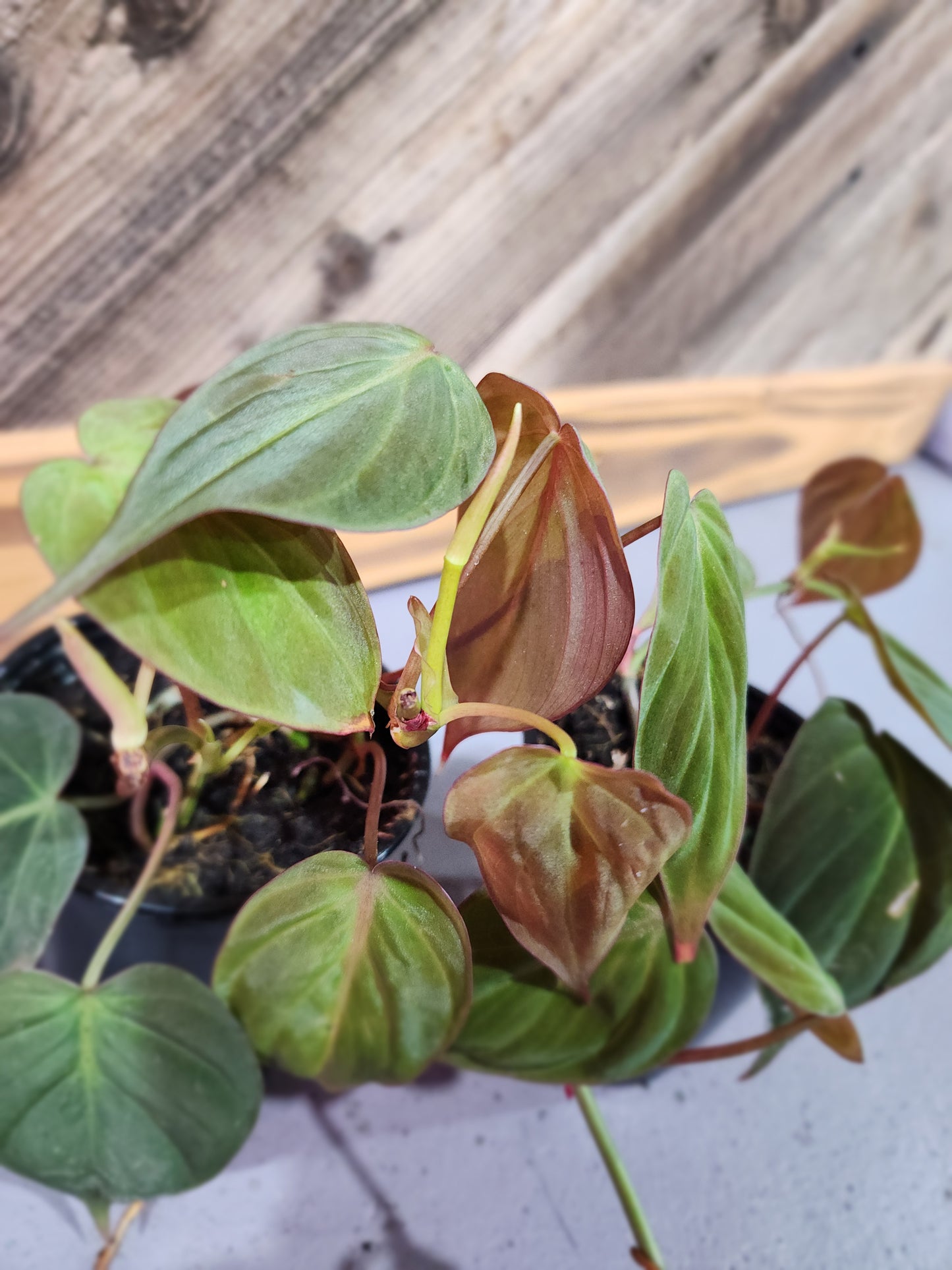 Philodendron Micans (Velvet leaf philodendron)