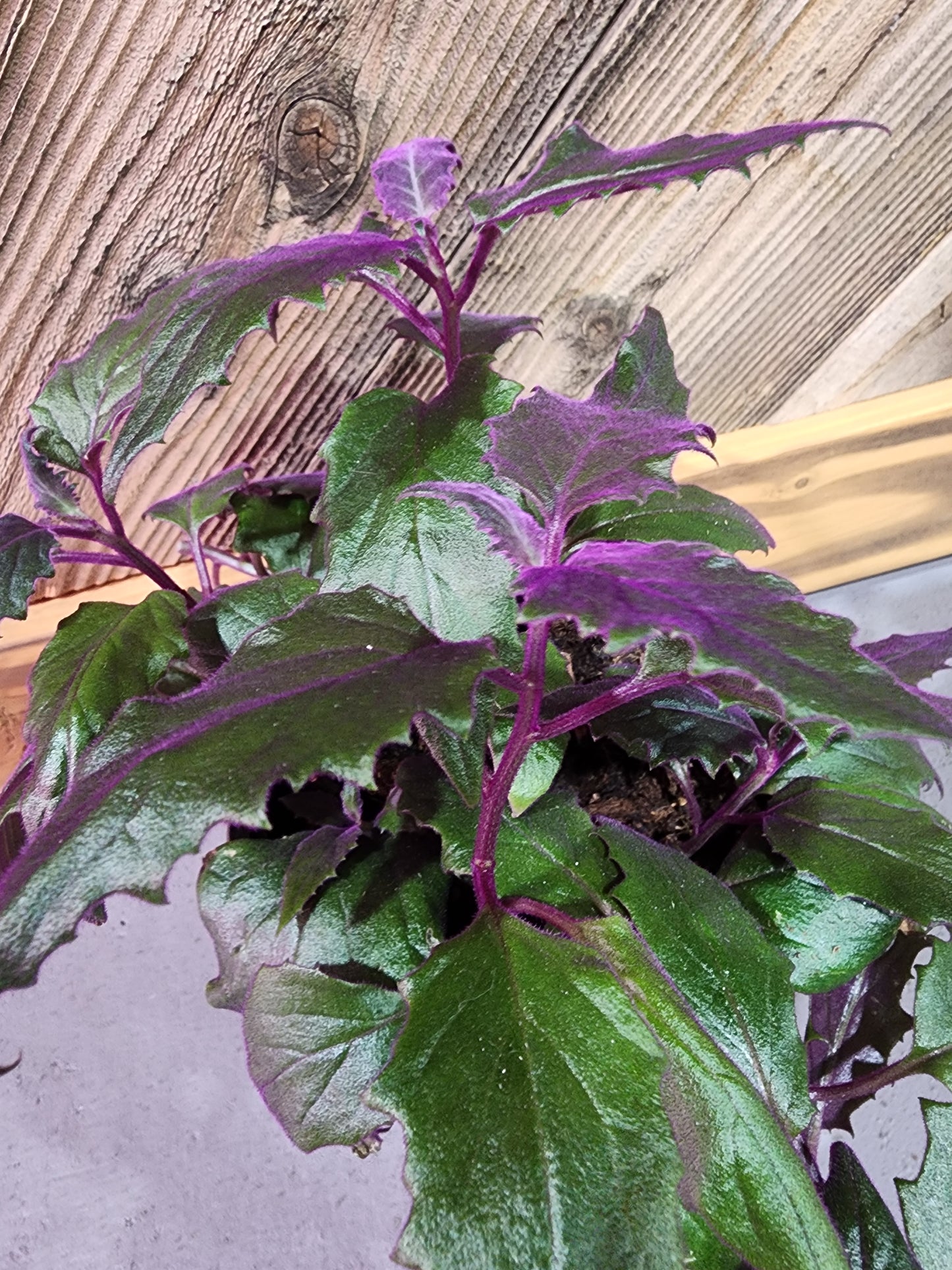 Gynura aurantiaca (Purple Passion Plant)