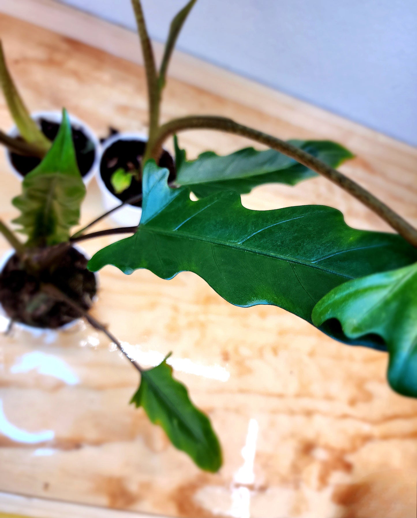 Alocasia Lauterbachiana (Purple sword alocasia)