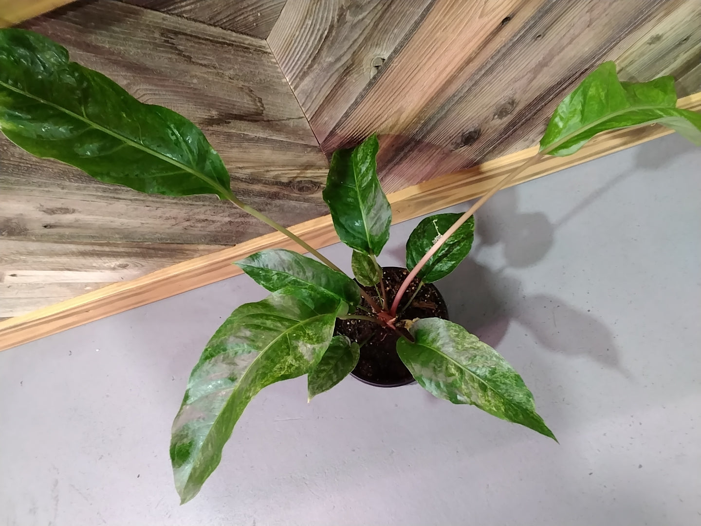 Anthurium Hookeri f. Variegata (Variegated Anthurium Hookeri)