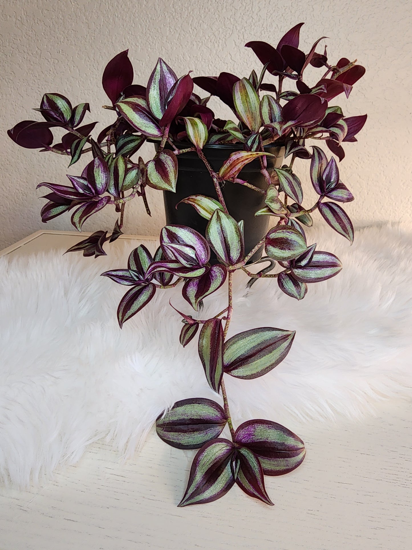 Tradescantia Zebrinia (Inch plant/ Wandering Dude)
