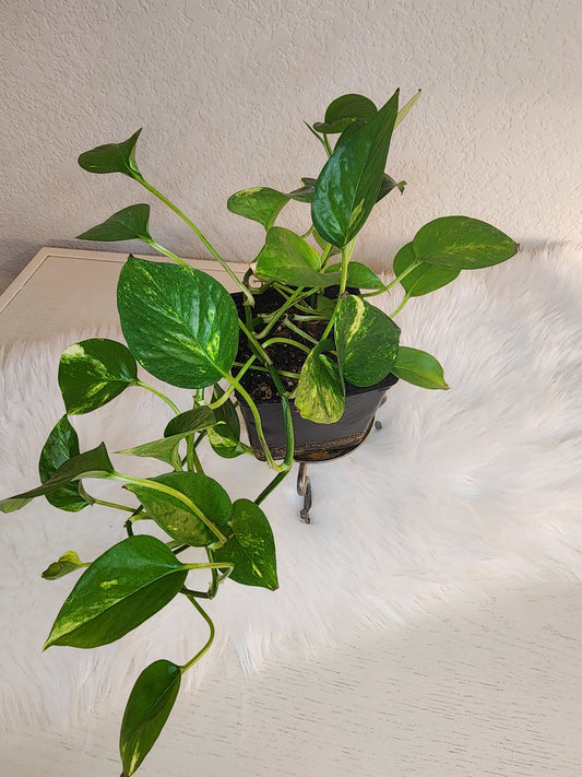 Epipremnum Aureum (Golden Pothos)