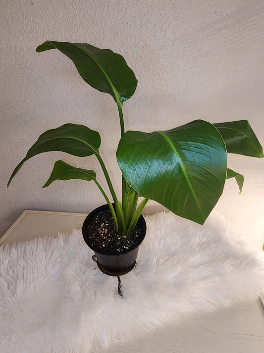 Strelitzia Reginae (Bird of Paradise)