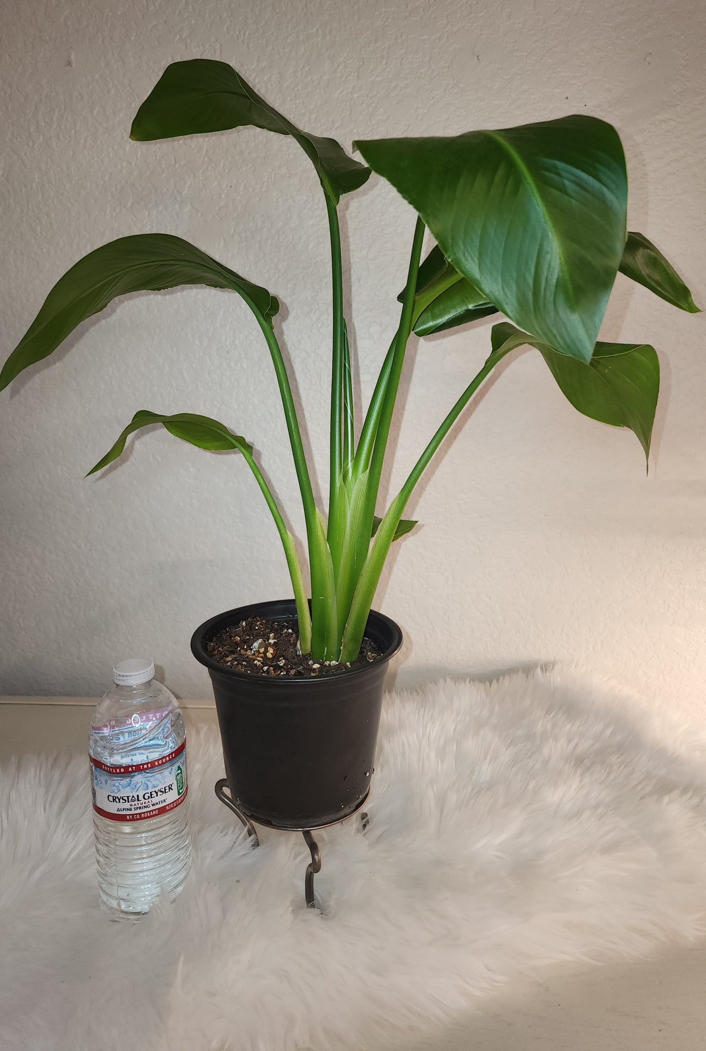 Strelitzia Reginae (Bird of Paradise)