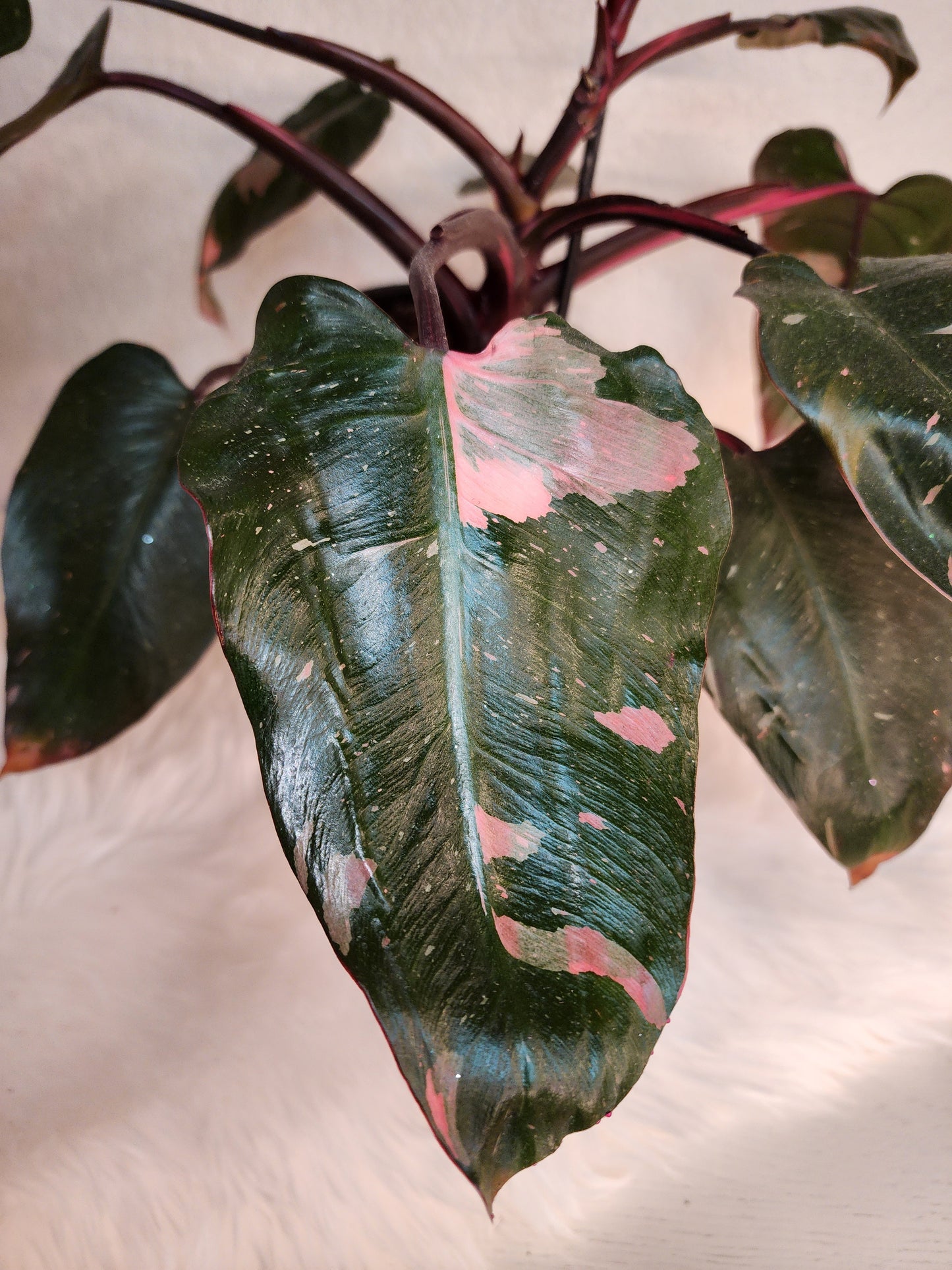 Philodendron Erubescens (PINK Princess)