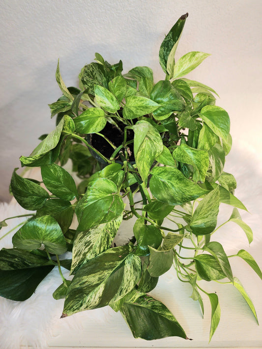 Epipremnum Aureum (Marble Queen Pothos)