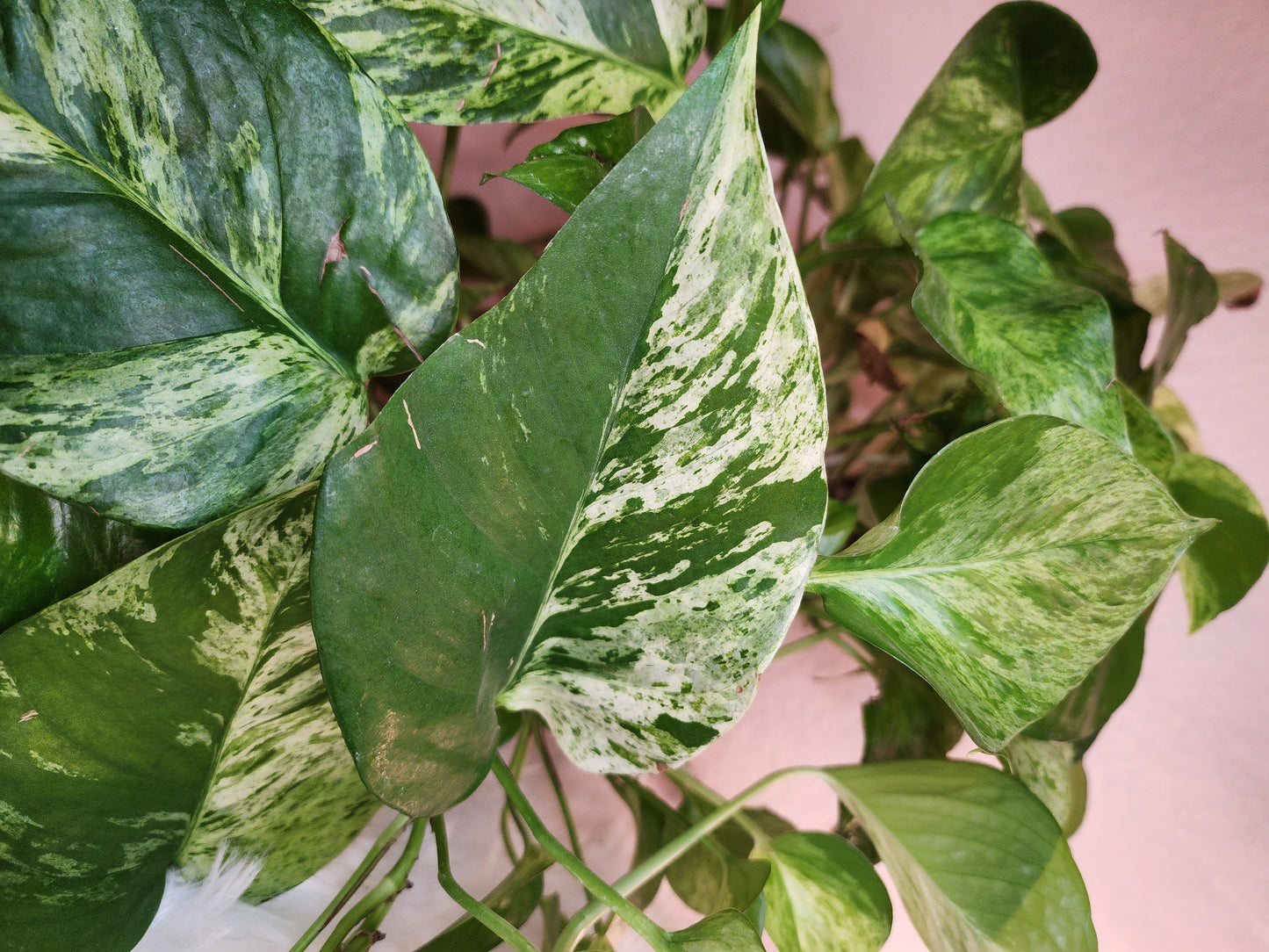 Epipremnum Aureum (Marble Queen Pothos)