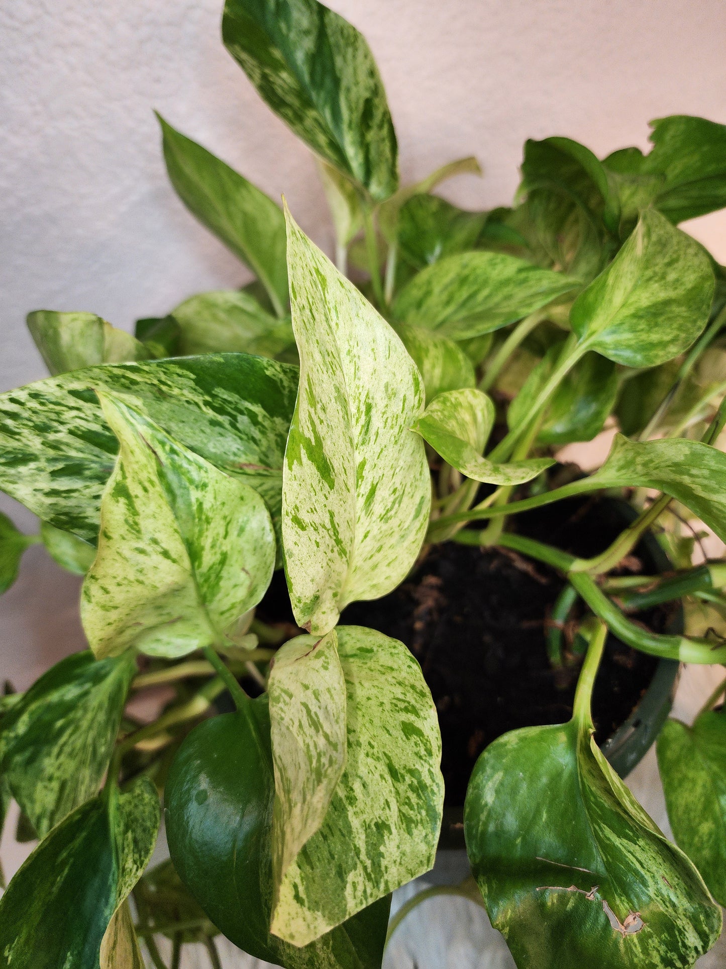 Epipremnum Aureum (Marble Queen Pothos)