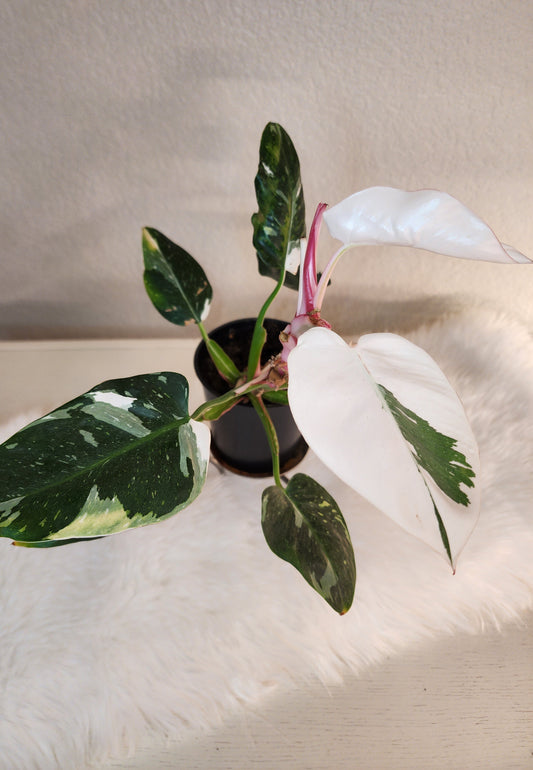 Philendron Erubescens (WHITE Princess)