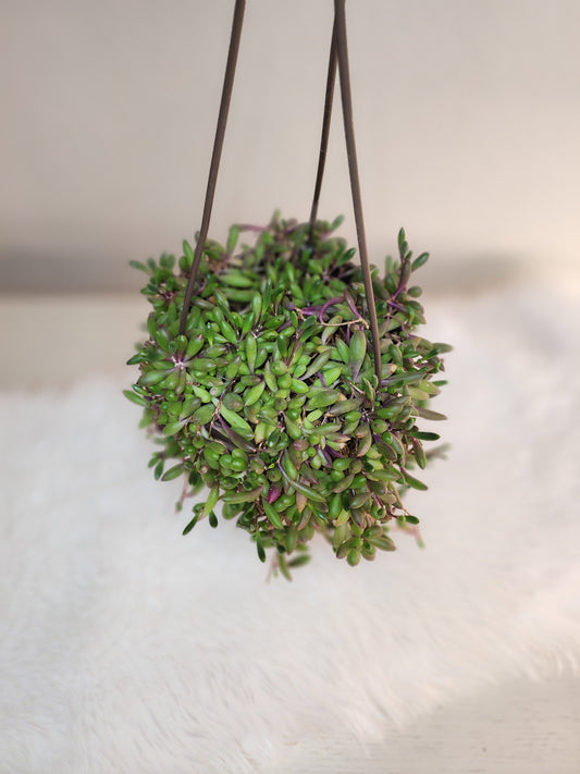 Othonna Capensis (String of Rubies)