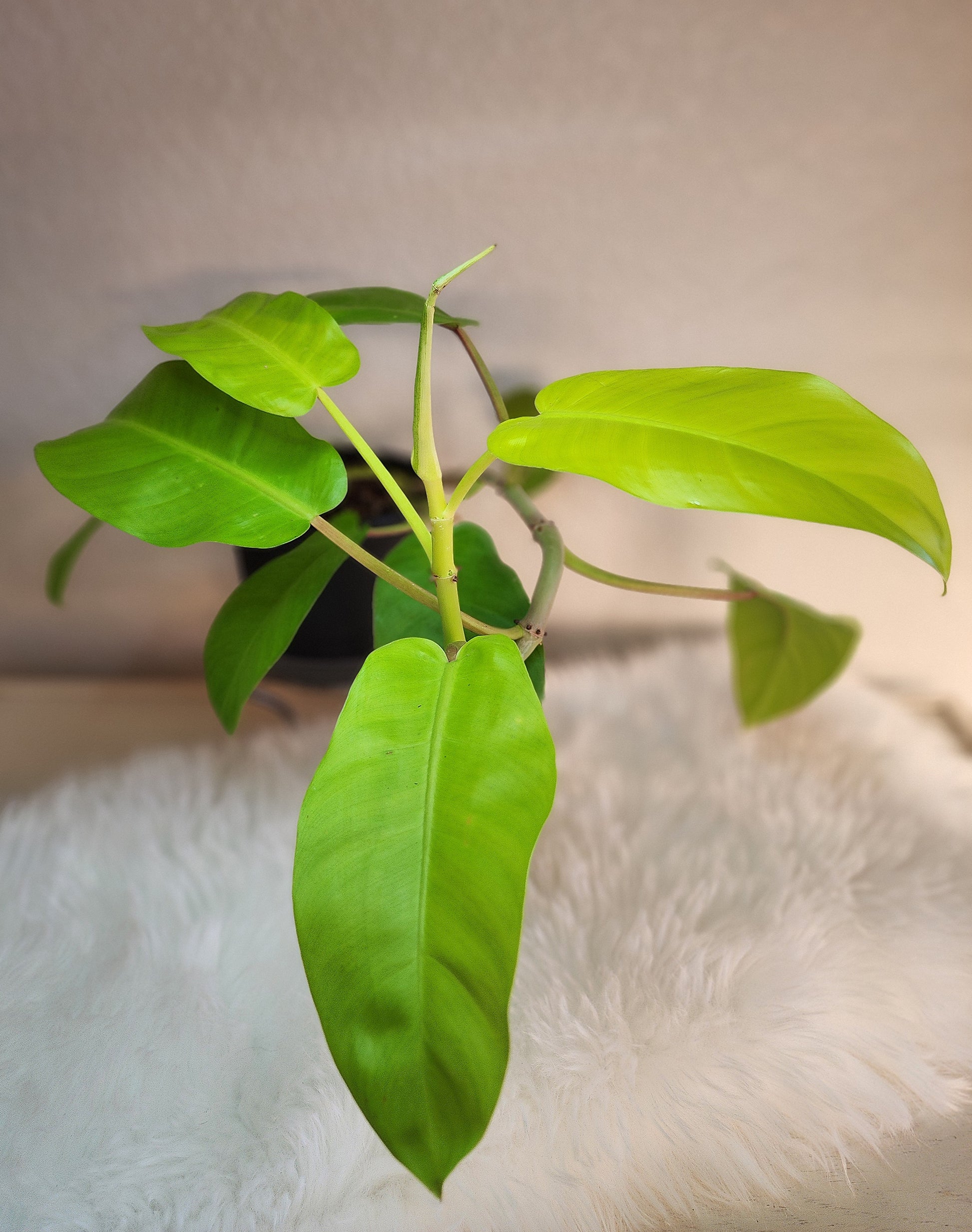 golden leaf philodendron Philodendron Domesticum (Golden Goddess Philodendron) – Nature's Gems
