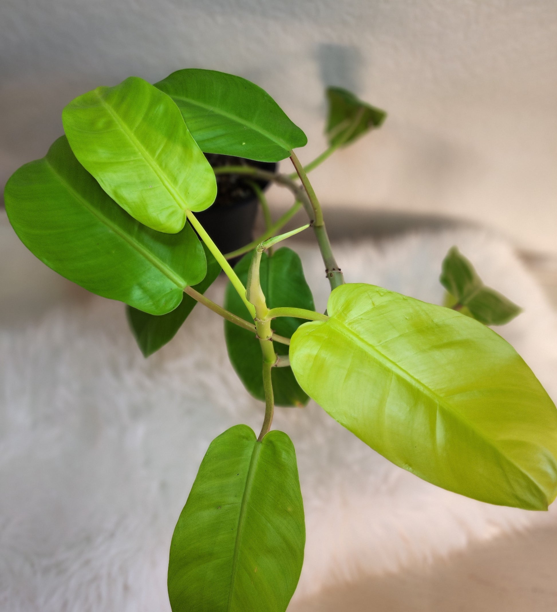 golden goddess philodendron climbing Philodendron Domesticum (Golden Goddess Philodendron) – Nature's Gems