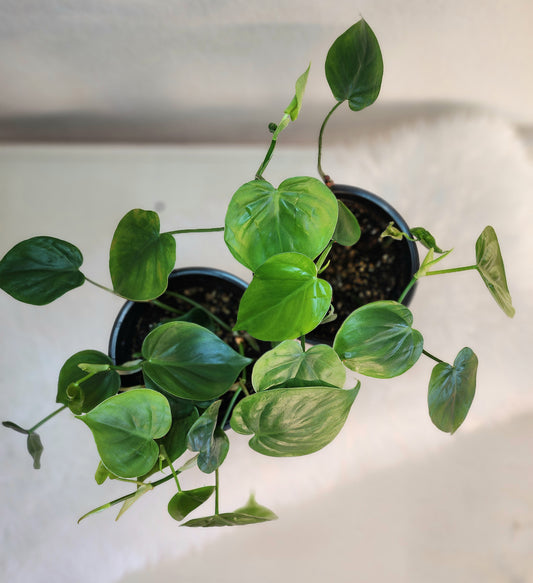 Philodendron Hederaceum (Heart-leaf Philodendron)