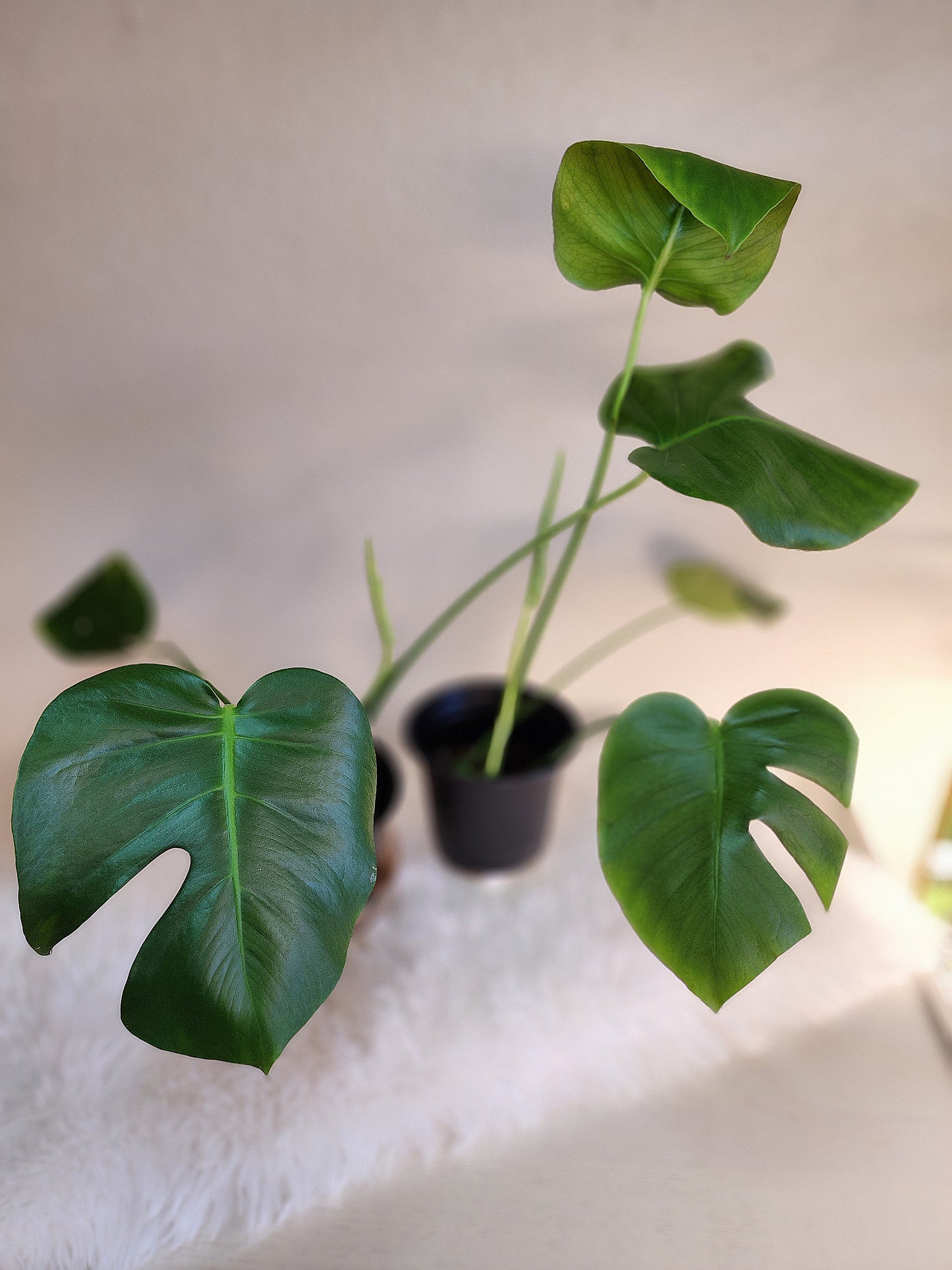Monstera Deliciosa