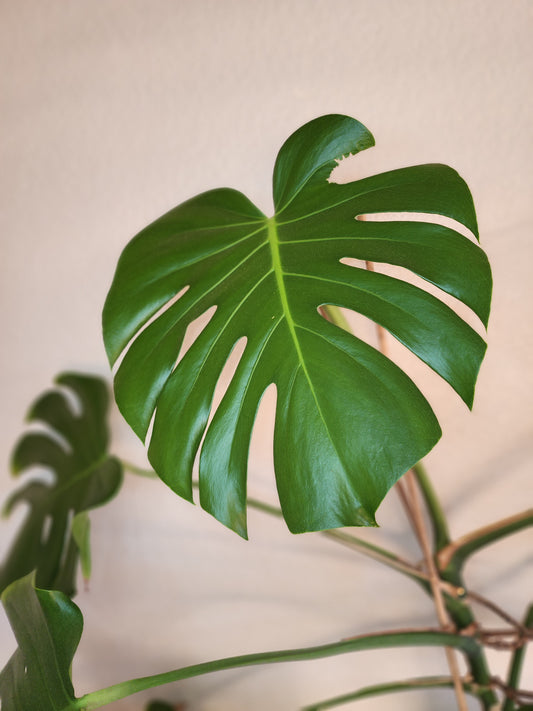 Monstera Deliciosa