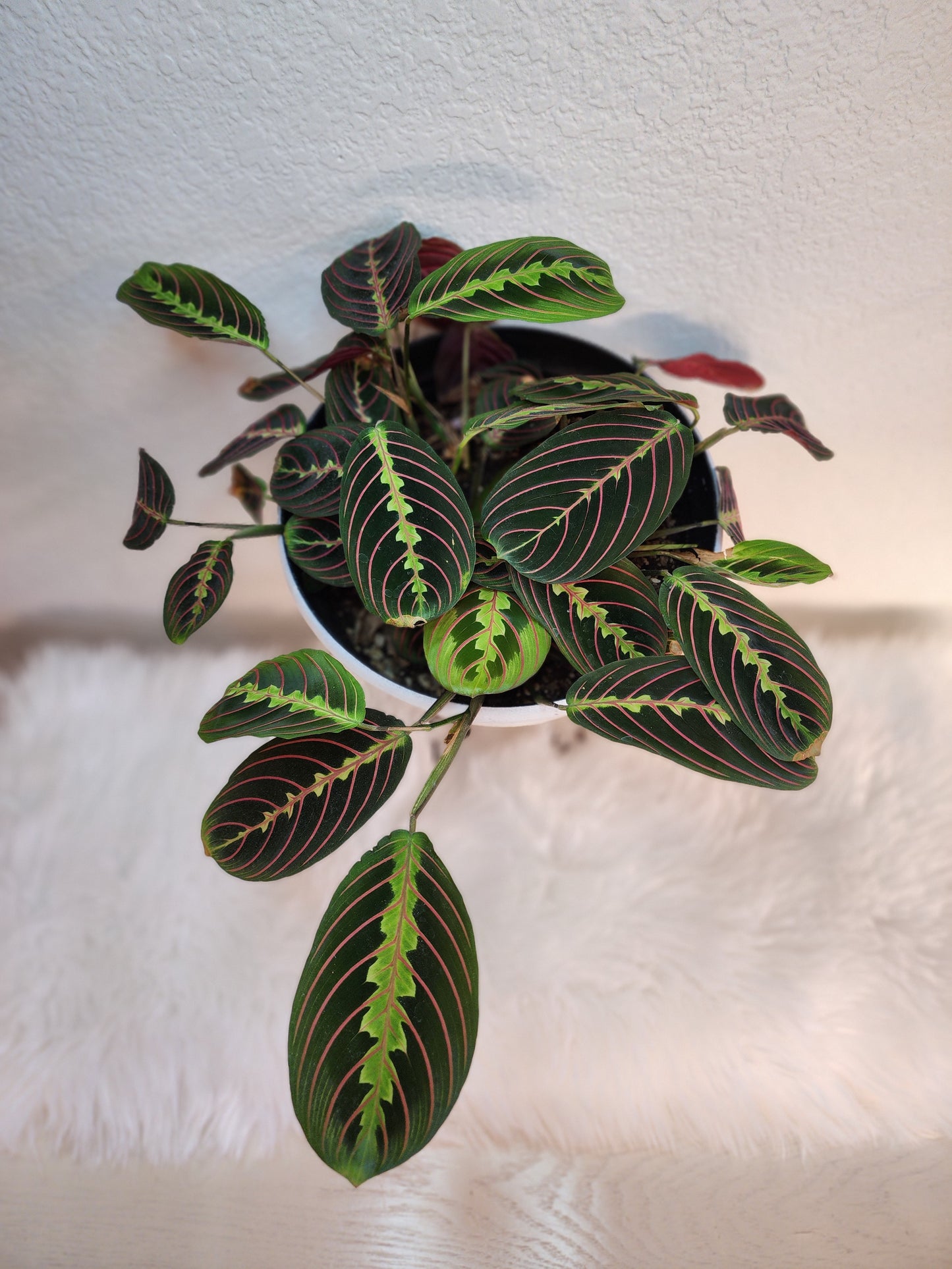 Maranta Leuconeura (Red Maranta Prayer Plant)