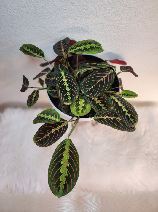 Maranta Leuconeura (Red Maranta Prayer Plant)