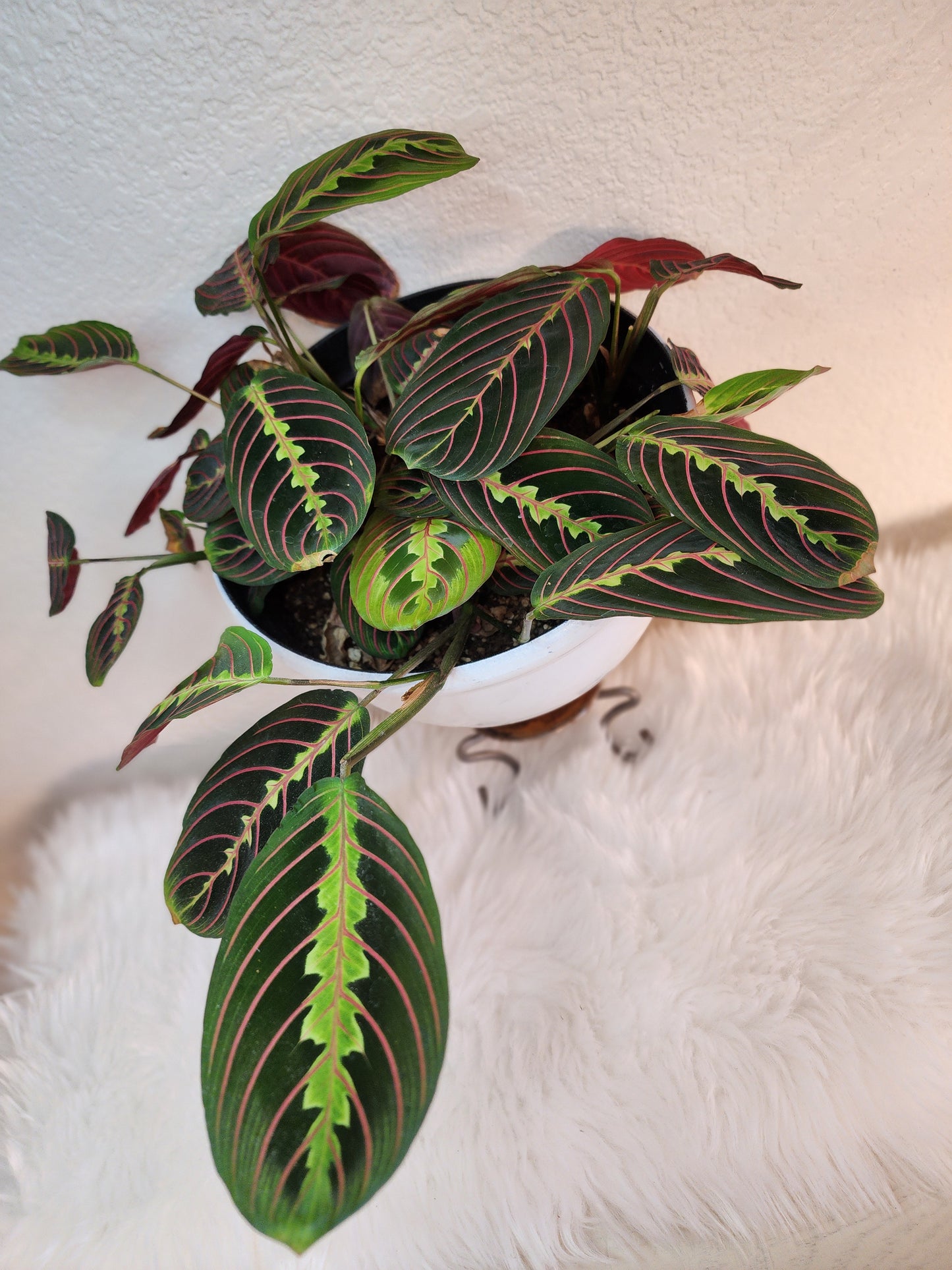 Maranta Leuconeura (Red Maranta Prayer Plant)