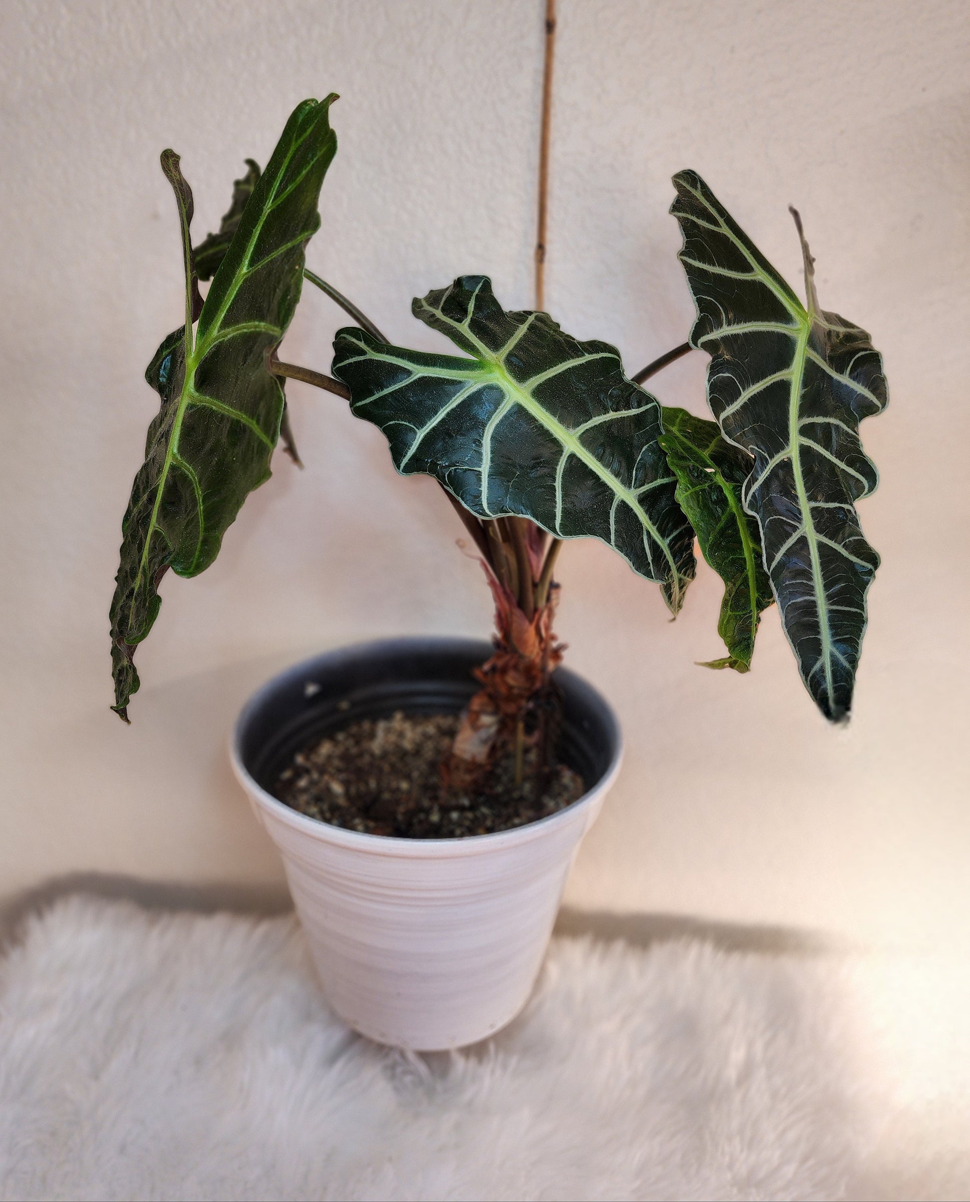 african mask plant seeds Alocasia Amazonica (African Mask) – Nature's Gems