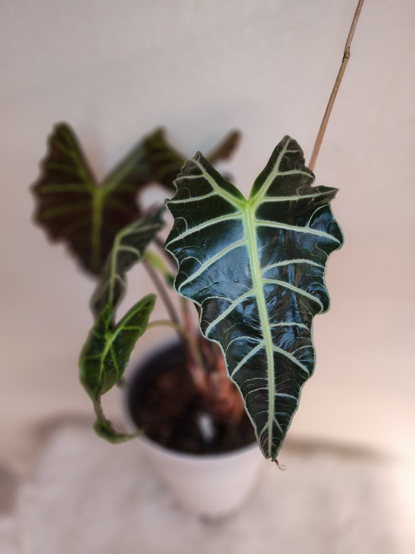 Alocasia Amazonica (African Mask)