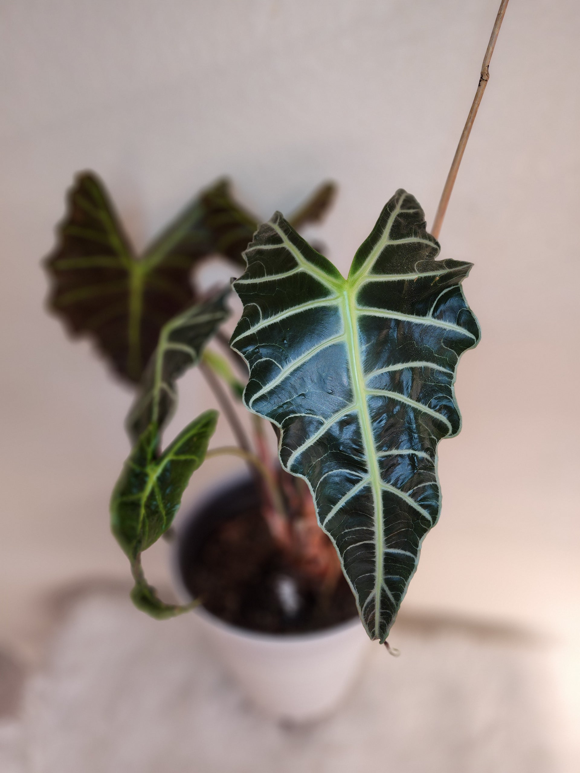 Alocasia Amazonica (African Mask) – Nature's Gems
