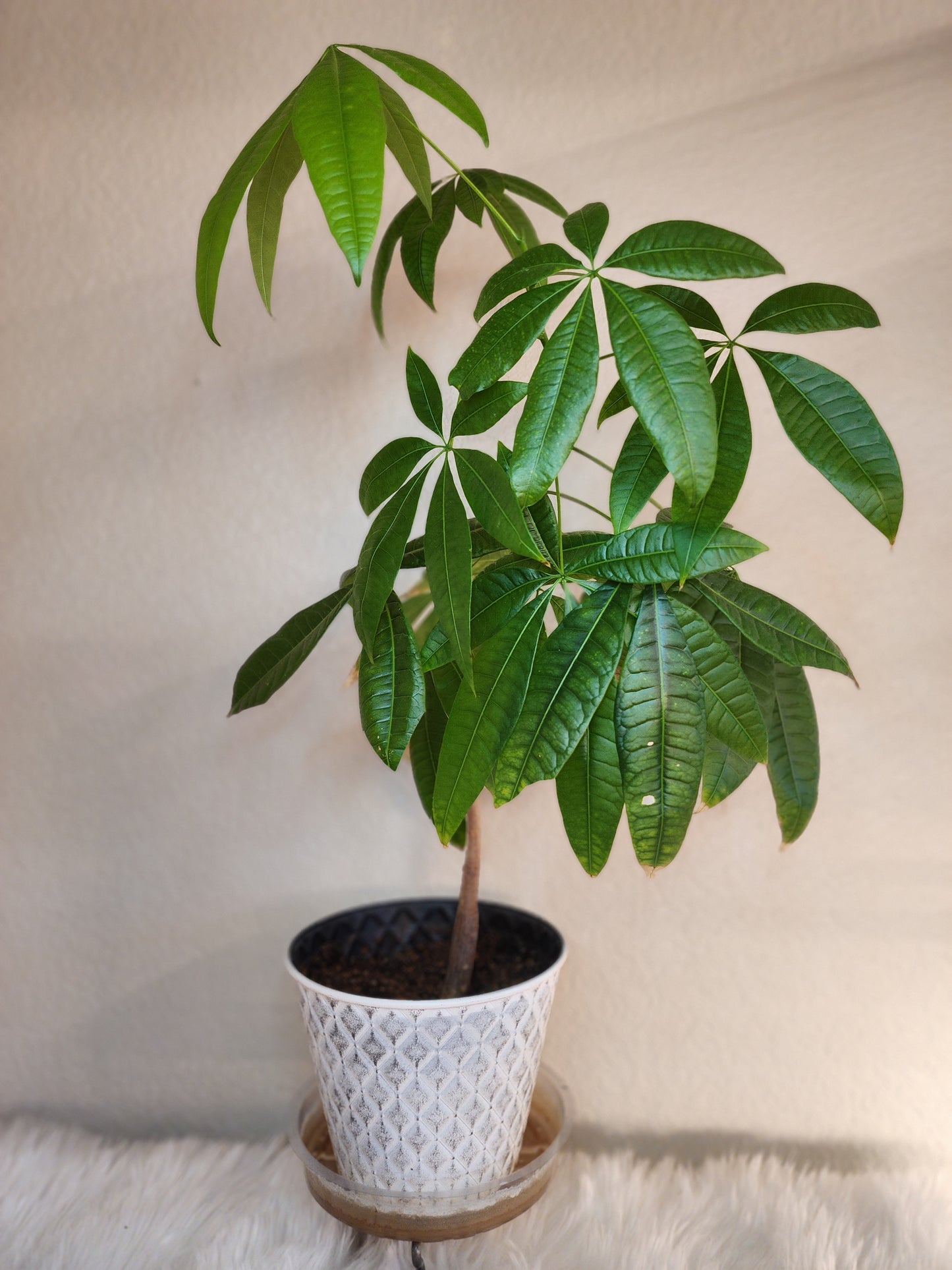 Pachira Aquatica (Money Tree)