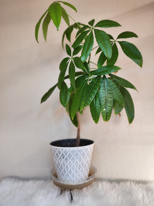 Pachira Aquatica (Money Tree)