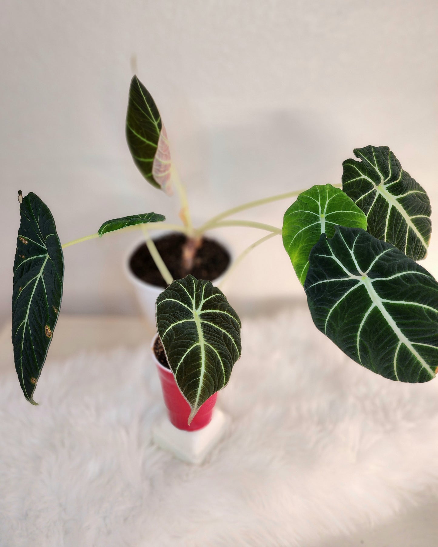 Alocasia reginula (Black Velvet Alocasia)
