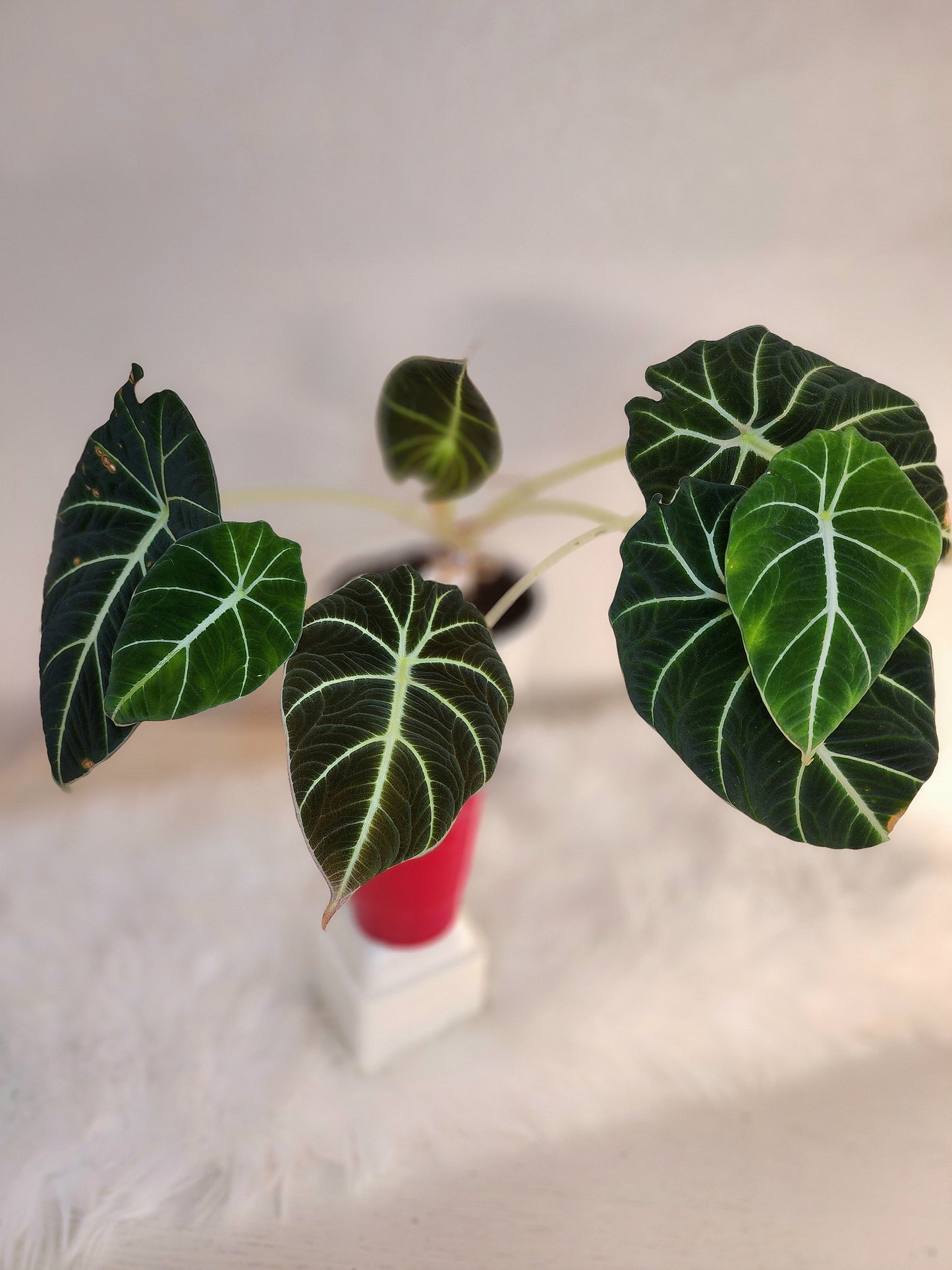 Alocasia reginula (Black Velvet Alocasia)