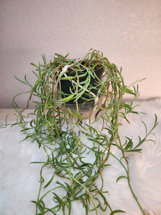 Curio Radicans (String of Bananas)