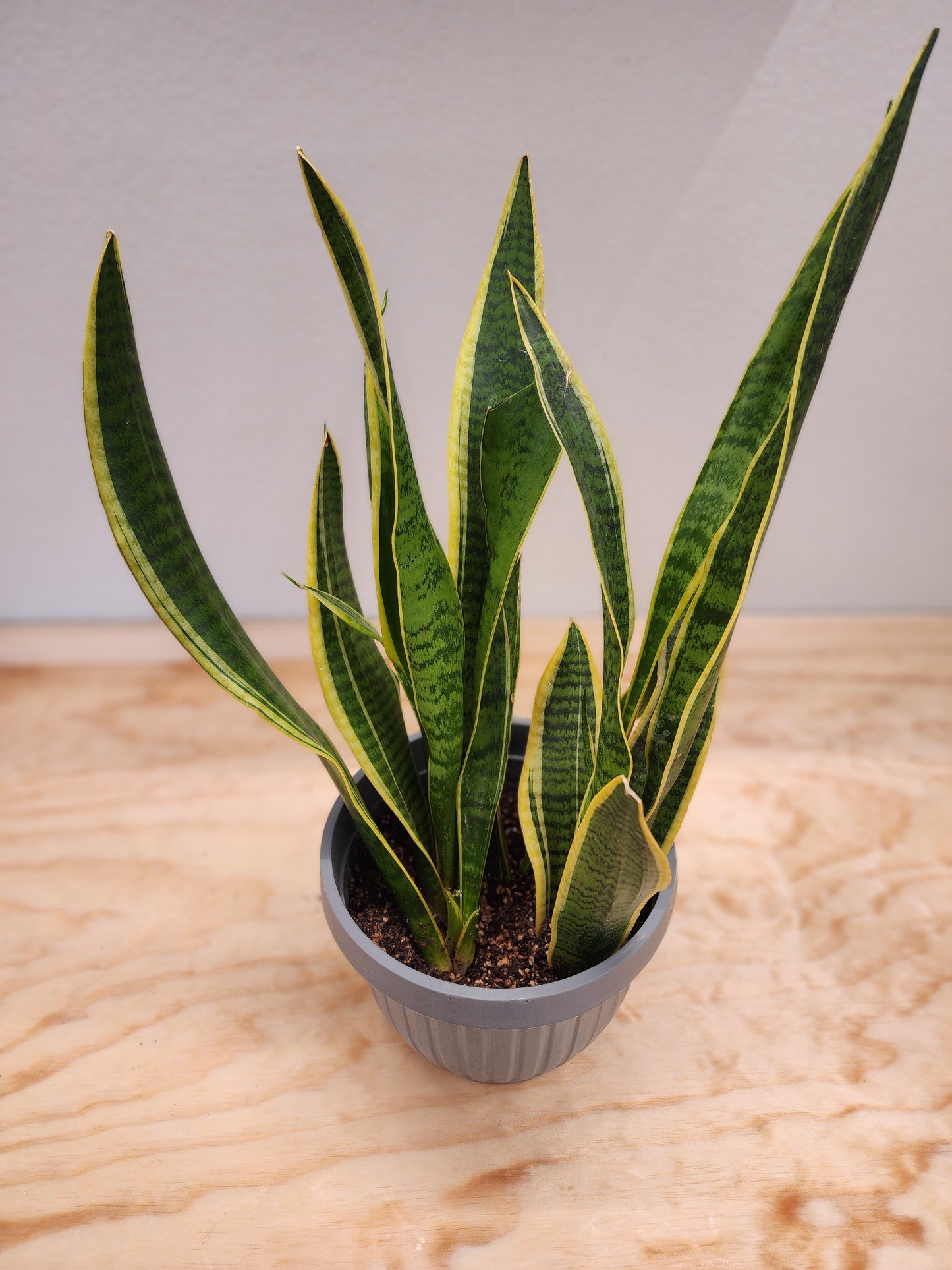 Sansevieria Trifasciata Laurentii (Snake Plant)
