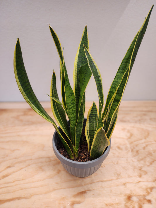 Sansevieria Trifasciata Laurentii (Snake Plant)