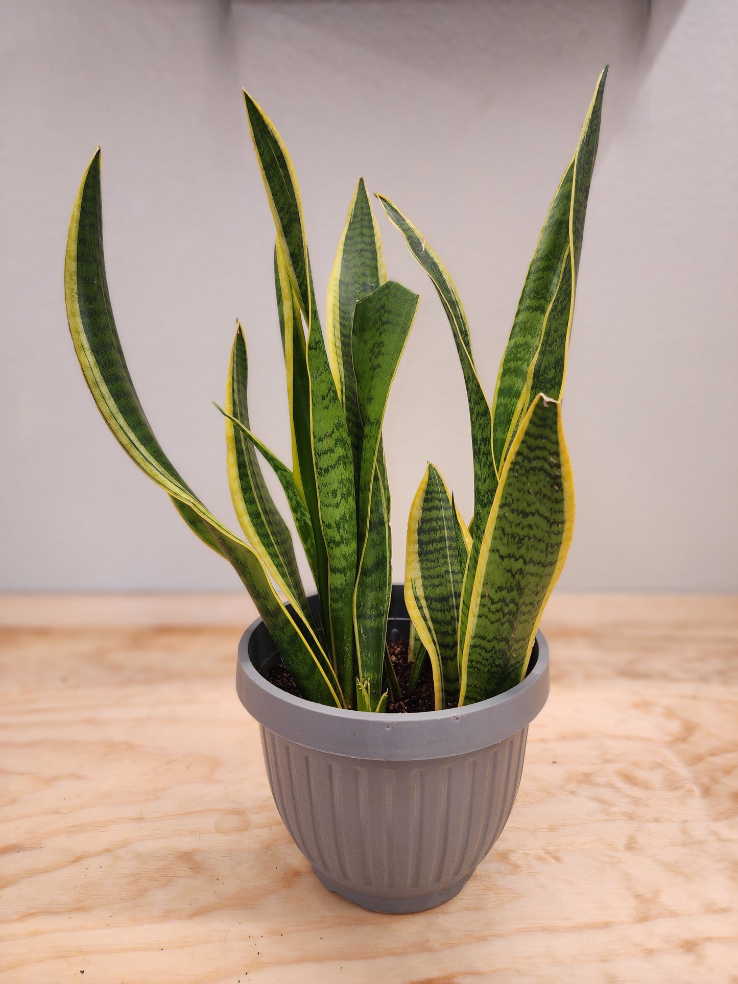 Sansevieria Trifasciata Laurentii (Snake Plant)