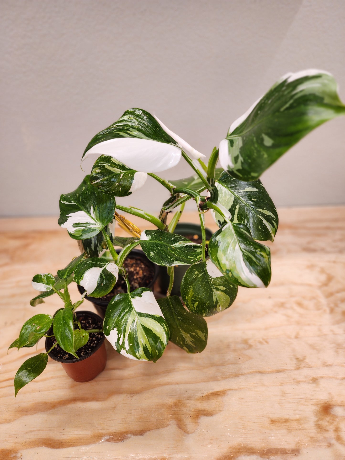 Philodendron Erubescens (White Wizard Philodendron)