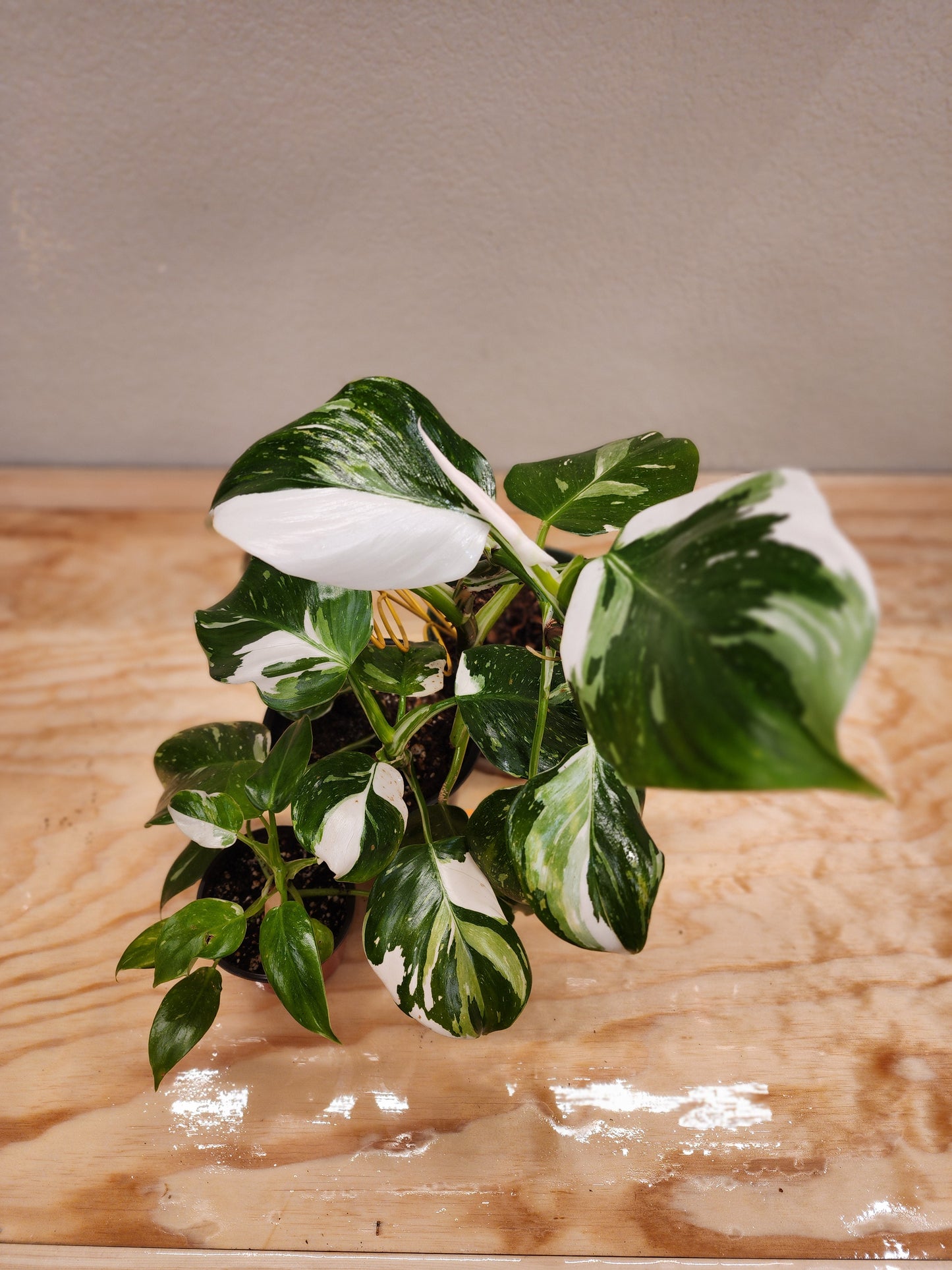Philodendron Erubescens (White Wizard Philodendron)