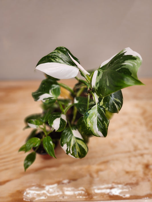 Philodendron Erubescens (White Wizard Philodendron)