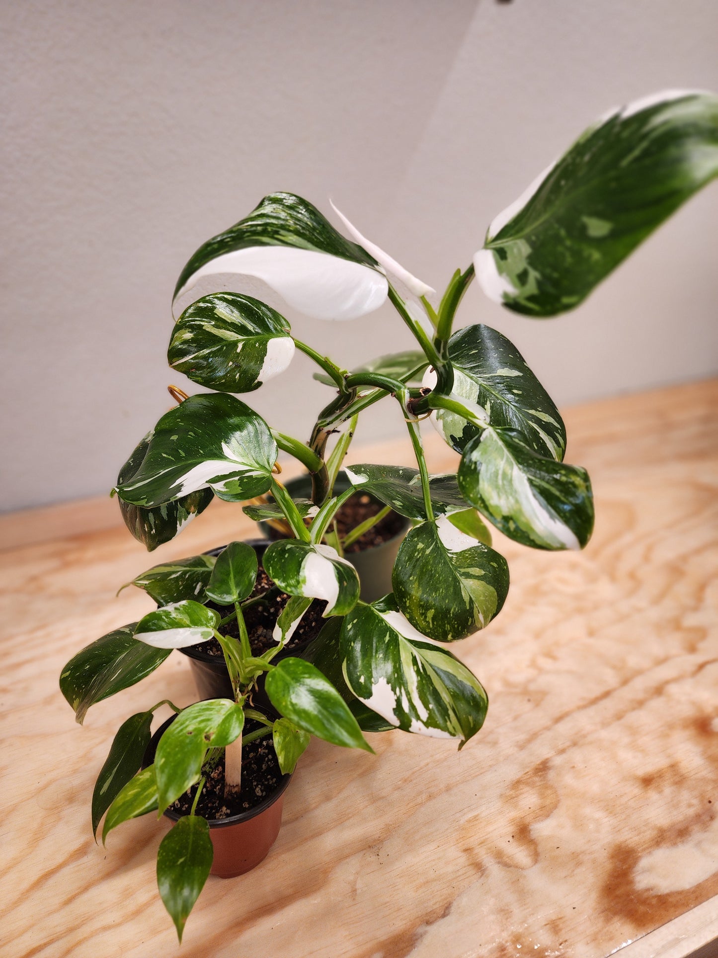 Philodendron Erubescens (White Wizard Philodendron)