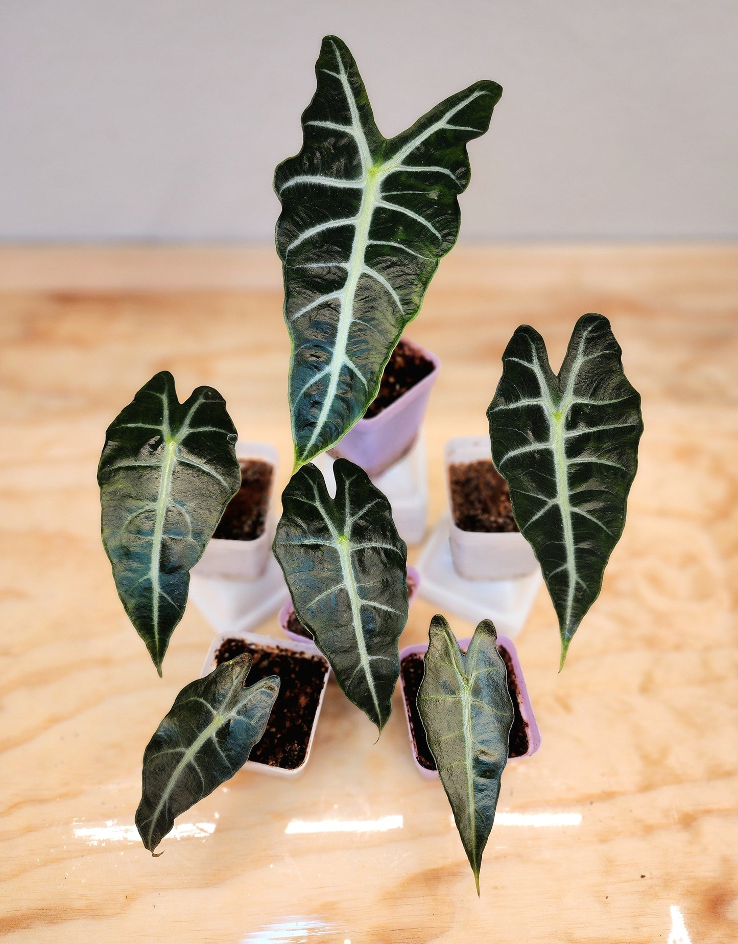 Alocasia Amazonica (African Mask)