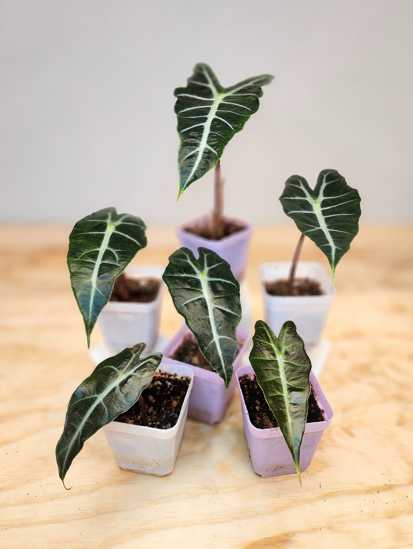 Alocasia Amazonica (African Mask)