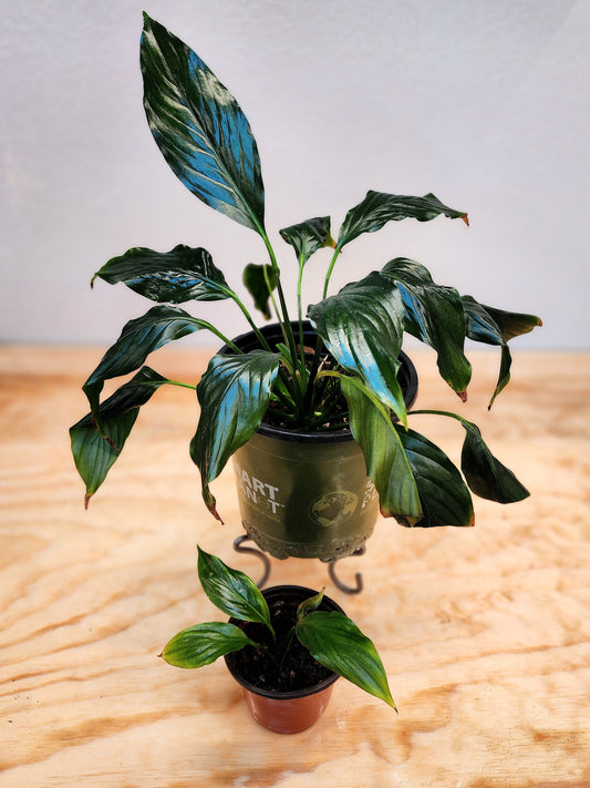 Spathiphyllum (Peace Lily)