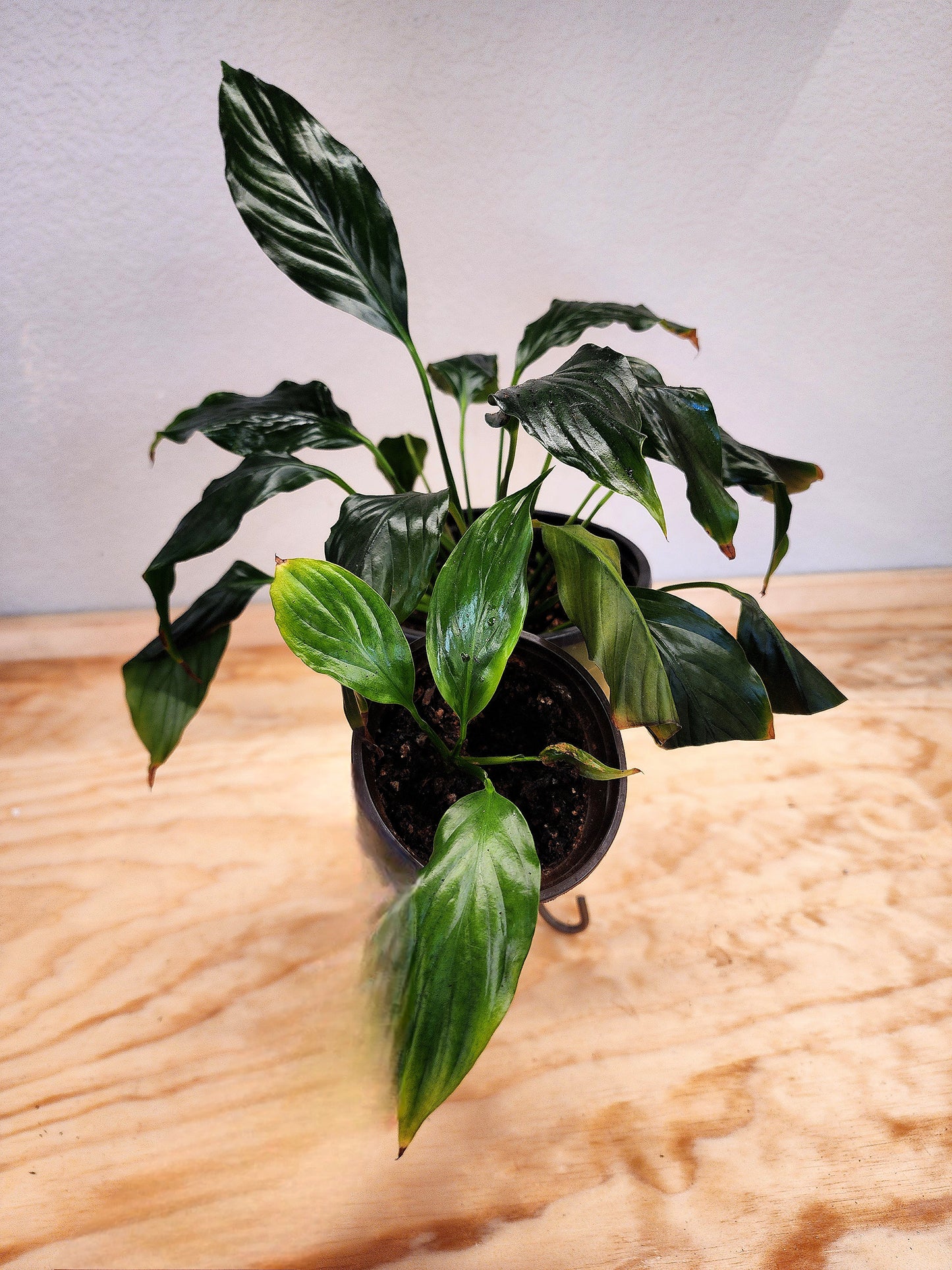 Spathiphyllum (Peace Lily)