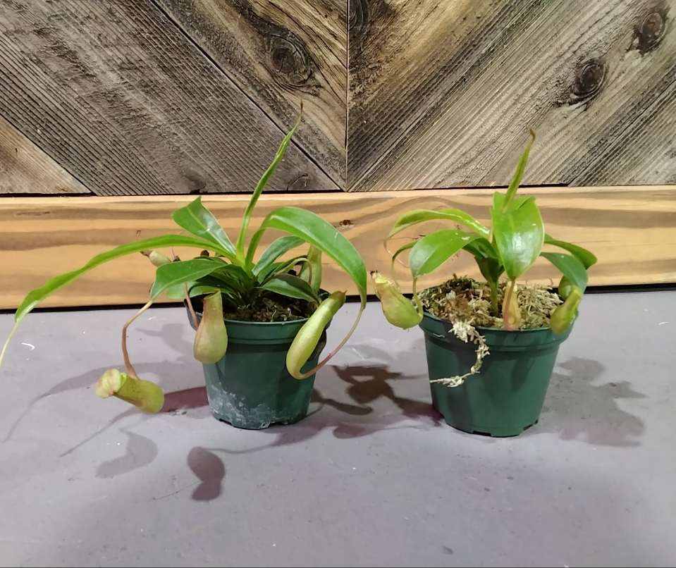 Nepenthes Copelandii (pitcher plant)
