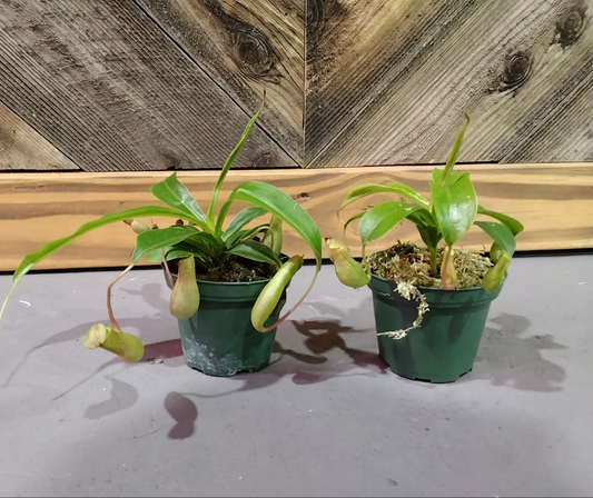 Nepenthes Copelandii (pitcher plant)